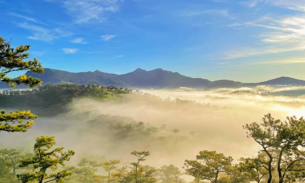 da-lat-in-december-cloud-hunting-sunflowers-festivals